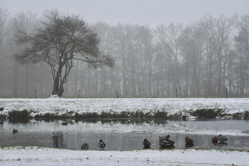 Winters Groeneveld